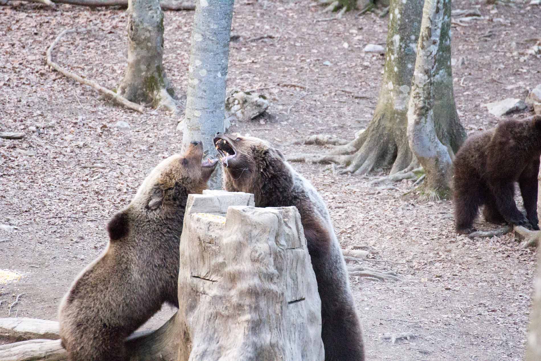 Baruffa fra mamme Orse in Slovenia